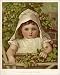 Photographic Prints of Plants/humulus Lupulus from Mary Evans
