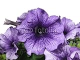 Wallmonkeys Peel and Stick Wall Decals - Flower of Petunia - 48
