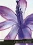 Classification (Life Processes (2nd Edition))
