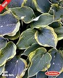 Wooly Bully Hosta - Sam the Sham would be proud! - NEW!