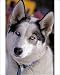 Photographic Prints of Dog - Siberian Husky, portrait closeup from Ardea Wildlife Pets