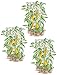 Pepper and Eggplant Cages, Set of 3