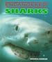 Sharks (Endangered!)