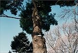 Neil Drabble: Tree Tops Tall