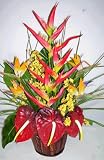 26 Tropical Heliconia, Antherium & Bird
