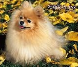 For the Love of Pomeranians 2007 Deluxe Calendar