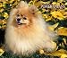 For the Love of Pomeranians 2007 Deluxe Calendar