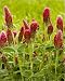 Photographic Prints of Crimson Clover - planted as a fodder crop from Ardea Wildlife Pets