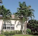 King Palm 12 Seeds - Alexandra Palm - Archontophoenix