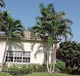 King Palm 12 Seeds - Alexandra Palm - Archontophoenix - B000SAMZTG