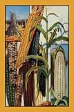 Canvas Print, Indian Corn - 12x18
