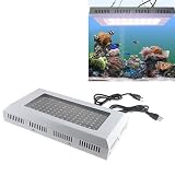 Aquarium Coral