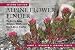 Alpine Flower Finder: The Key to Rocky Mountain Wildflowers Found Above Timberline