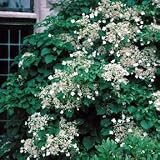 Amazon / Hirts: Hydrangea: Skyland Giant Hydrangea paniculata - Early Bloomer!
