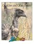 Ostriches and Other Ratites (Zoobooks Series)