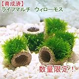 (水草)数量限定 お一人様3点限り 育成済 ライフマルチ ウィローモス(無農薬)(3個) 本州・四国限定[生体]