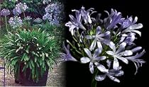 Blue Lily of the Nile Plant - Agapanthus africanus