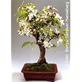 Tropica - Bonsai - Zierapfel (Malus Silvestris) - 30 Samen