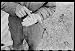 Photo Hybrid corn at hybrid seed plant, Marshall County, Iowa 1940
