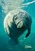 National Geographic by New Creative - Manatee  Garden Impressions Flag