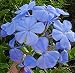Blue Plumbago Live Plant Econonomical Starter 6 Pack