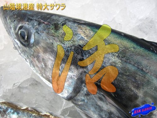 お刺身用 サワラ（大）3kg以上 山陰境港産