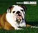 bulldog8 - Bulldogs For the Love of 2010 Deluxe Wall