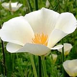 500 Seeds, California Poppy 