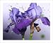 Purple Iris Photography Prints Flower Wall Art Decor