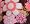 brown with pink flowers