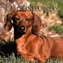 Dachshunds, Miniature 2004 Calendar