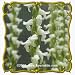 1 Oz Nodding Lady's Tresses (Spiranthes cernua) Bulk Wildflower Seeds
