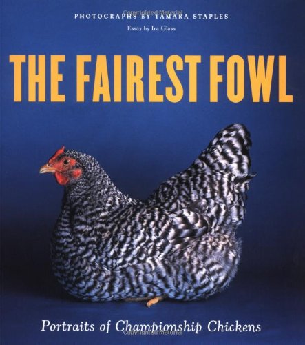 the fairest fowl portraits of championship chickens