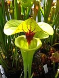 10 CARNIVOROUS YELLOW PITCHER PLANT (Yellow Trumpet) Sarracenia Flava Rugelii Flower Seeds