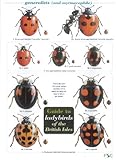 Guide to ladybirds of the British Isles