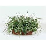 Verrigated Ivy Basket
