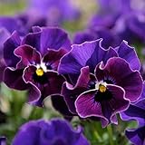 ビオラ：ミルフル　ブルーフリル4号ポット 2株セット[サントリー]