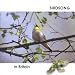 Birdsong in Britain