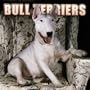 Bull Terriers 2005 Wall Calendar