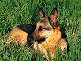 German Shepherd Lying in Grass Photographic Poster Print by Francie Manning, 48x36