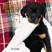 Rottweiler Puppies 2005 Wall Calendar
