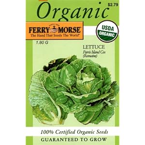 Lettuce