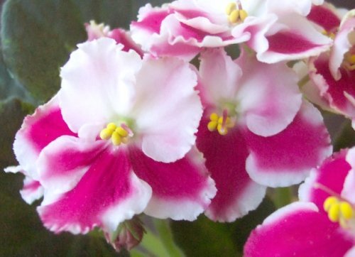 African Violet Flowering House Plant - Assorted BICOLOR Variety - IN BLOOM - 4 African Violet Flowering House Plant - Assorted BICOLOR Variety - IN BLOOM - 4