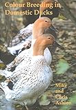 Colour breeding in domestic ducks
