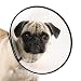 Top Performance Plastic Elizabethan Pet Collar, Medium, 11-1/2-Inch