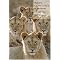 Wolves, Bears, Coyotes, oh my!  Large Mammal Ecology