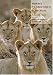 Books : Walker's Carnivores of the World