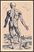 Art Poster, The Ninth Plate of the Muscles - 18.75 x 27.5