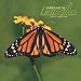 Monarch Butterflies 2007 Wall Calendar