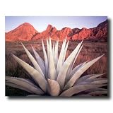 Century Cactus Plant In Desert Photo Landscape Picture Art Print